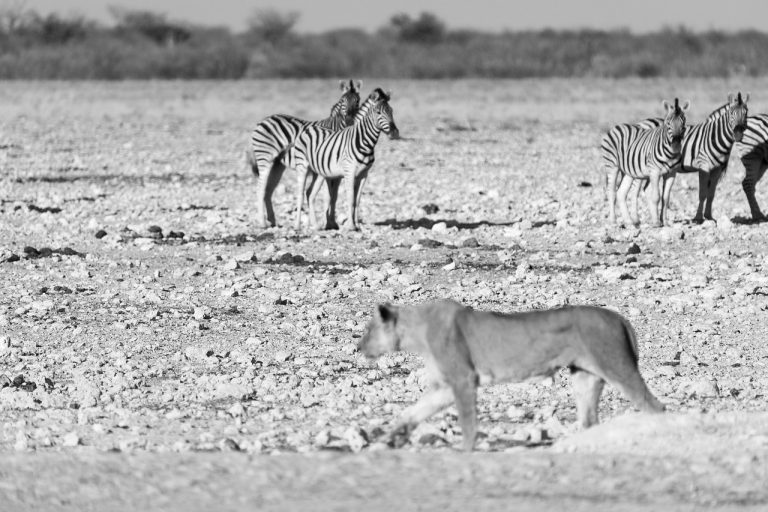 Read more about the article The zebra and the lion: yoga and trauma healing