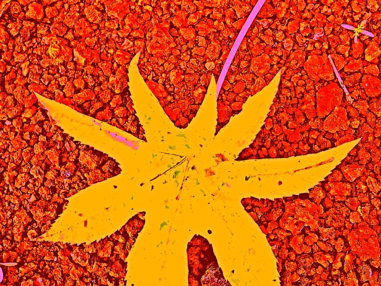 Read more about the article Sankalpa: A Clear Intention for Transformation