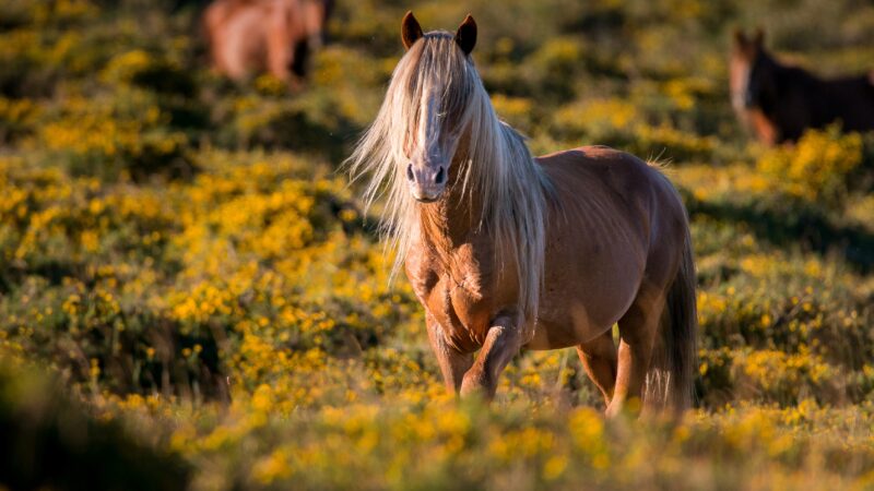 2026 - The Chinese Year of The Horse