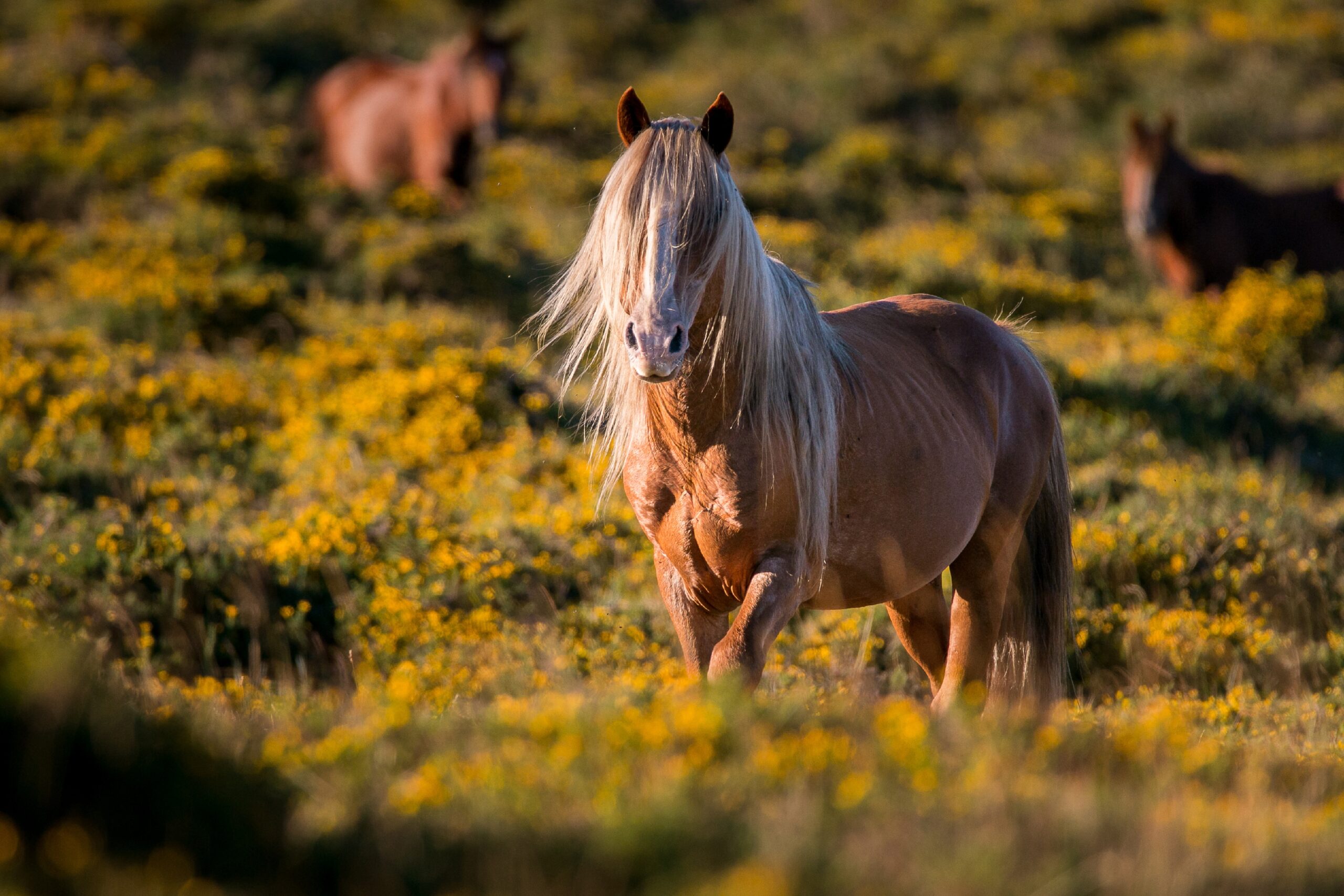 2026 - The Chinese Year of The Horse