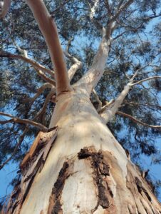 Looking up at a tree from below, showing its strong trunk and branching limbs reaching toward the sky, symbolizing growth, strength, and personal boundaries.