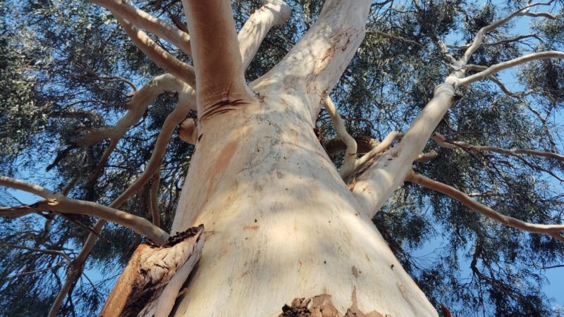 Looking up at a tree from below, showing its strong trunk and branching limbs reaching toward the sky, symbolizing growth, strength, and personal boundaries.
