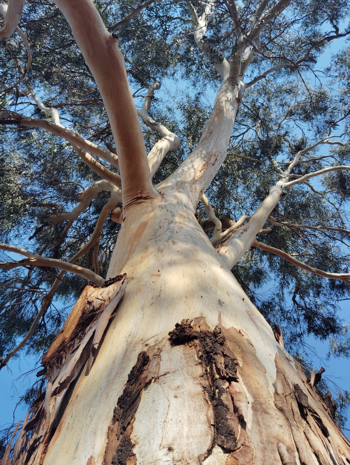 Looking up at a tree from below, showing its strong trunk and branching limbs reaching toward the sky, symbolizing growth, strength, and personal boundaries.